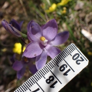 Thelymitra nuda at Molonglo Valley, ACT - suppressed