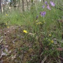 Thelymitra nuda at Molonglo Valley, ACT - suppressed