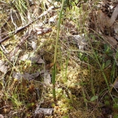 Thelymitra nuda at Molonglo Valley, ACT - suppressed