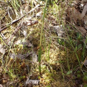 Thelymitra nuda at Molonglo Valley, ACT - suppressed