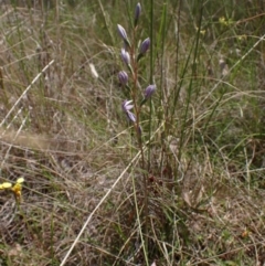 Thelymitra nuda (Scented Sun Orchid) at Mount Painter - 8 Nov 2022 by CathB