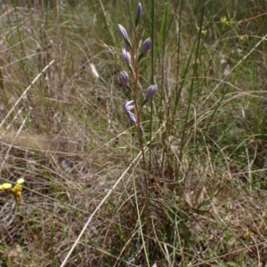 Thelymitra nuda at Cook, ACT - 8 Nov 2022