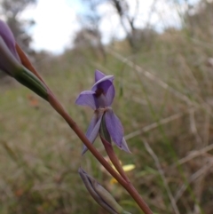 Thelymitra nuda at Cook, ACT - suppressed