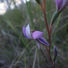 Thelymitra nuda at Cook, ACT - 8 Nov 2022