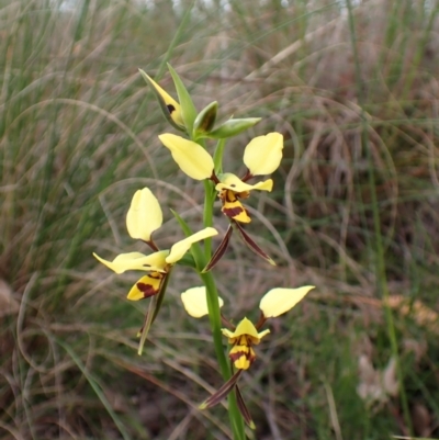 Diuris sulphurea (Tiger Orchid) at Mount Painter - 24 Oct 2022 by CathB