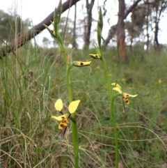 Diuris sulphurea at Cook, ACT - 24 Oct 2022