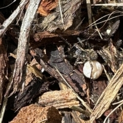 Lycosidae (family) (Unidentified wolf spider) at Aranda, ACT - 15 Nov 2022 by KMcCue