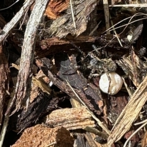 Lycosidae (family) at Aranda, ACT - 15 Nov 2022 03:12 PM