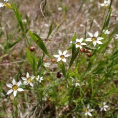 Sisyrinchium rosulatum (Scourweed) at Cook, ACT - 10 Nov 2022 by CathB