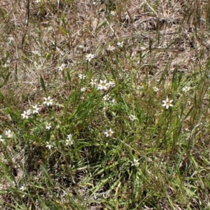 Sisyrinchium rosulatum at Cook, ACT - 10 Nov 2022 12:54 PM