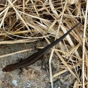 Lampropholis guichenoti at Aranda, ACT - 15 Nov 2022 03:19 PM