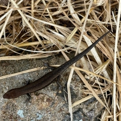 Lampropholis guichenoti (Common Garden Skink) at Aranda, ACT - 15 Nov 2022 by KMcCue