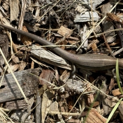 Lampropholis delicata (Delicate Skink) at Aranda, ACT - 15 Nov 2022 by KMcCue