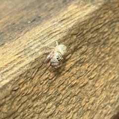 Opisthoncus sp. (genus) (Unidentified Opisthoncus jumping spider) at Aranda, ACT - 14 Nov 2022 by KMcCue
