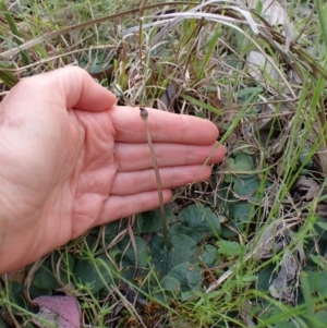 Corysanthes hispida at Point 4081 - 16 Oct 2022