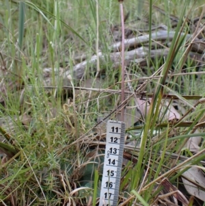 Corysanthes hispida at Point 4081 - suppressed