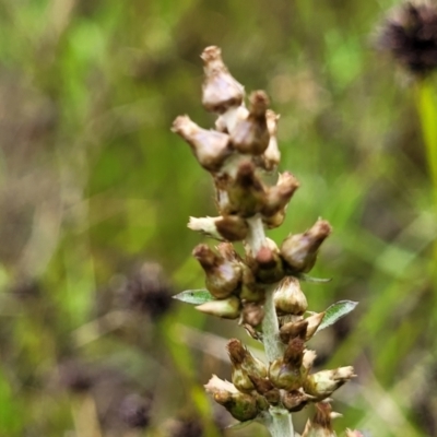 Gamochaeta americana (American Everlasting) at Dunlop Grasslands - 15 Nov 2022 by trevorpreston