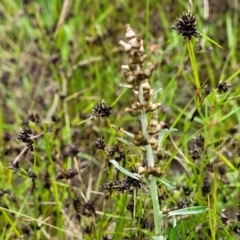 Gamochaeta impatiens at Dunlop Grasslands - 15 Nov 2022