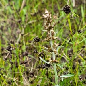 Gamochaeta impatiens at Dunlop Grasslands - 15 Nov 2022 05:01 PM