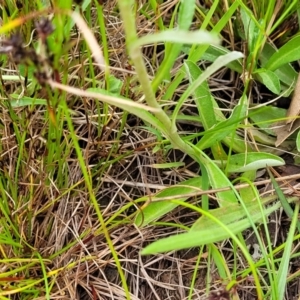 Gamochaeta impatiens at Dunlop Grasslands - 15 Nov 2022