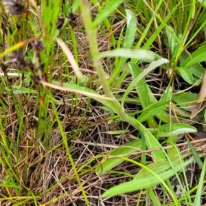 Gamochaeta impatiens at Dunlop Grasslands - 15 Nov 2022