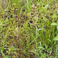 Gamochaeta impatiens at Dunlop Grasslands - 15 Nov 2022