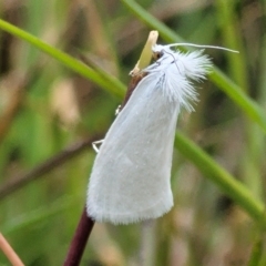 Tipanaea patulella (The White Crambid moth) at Fraser, ACT - 15 Nov 2022 by trevorpreston