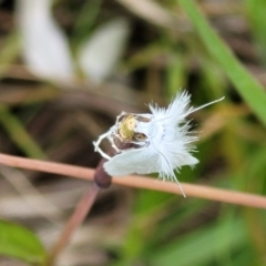 Tipanaea patulella at Fraser, ACT - 15 Nov 2022 04:57 PM