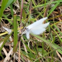 Tipanaea patulella at Fraser, ACT - 15 Nov 2022 04:57 PM