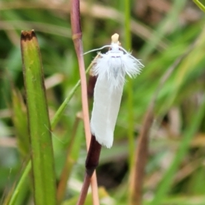 Tipanaea patulella at Fraser, ACT - 15 Nov 2022 04:57 PM