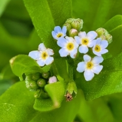 Myosotis laxa subsp. caespitosa (Water Forget-me-not) at Dunlop Grasslands - 15 Nov 2022 by trevorpreston