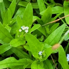 Myosotis laxa subsp. caespitosa at Fraser, ACT - 15 Nov 2022 04:54 PM