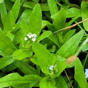 Myosotis laxa subsp. caespitosa at Fraser, ACT - 15 Nov 2022