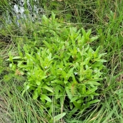 Myosotis laxa subsp. caespitosa at Fraser, ACT - 15 Nov 2022