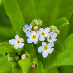 Myosotis laxa subsp. caespitosa at Fraser, ACT - 15 Nov 2022 04:54 PM