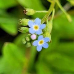 Myosotis laxa subsp. caespitosa at Fraser, ACT - 15 Nov 2022 04:54 PM