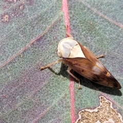 Brunotartessus fulvus (Yellow-headed Leafhopper) at Dunlop Grasslands - 15 Nov 2022 by trevorpreston