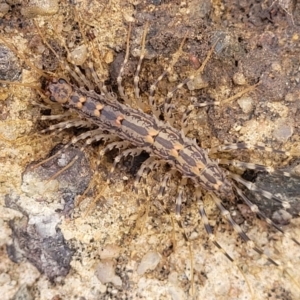 Scutigeridae (family) at Fraser, ACT - 15 Nov 2022 04:32 PM