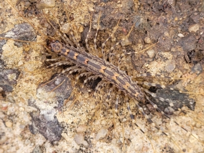 Scutigeridae (family) (A scutigerid centipede) at Fraser, ACT - 15 Nov 2022 by trevorpreston