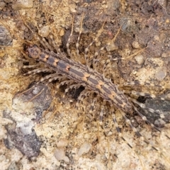 Scutigeridae sp. (family) (A scutigerid centipede) at Fraser, ACT - 15 Nov 2022 by trevorpreston