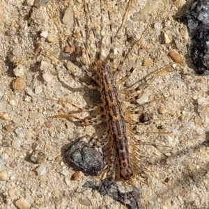 Scutigeridae (family) at Fraser, ACT - 15 Nov 2022