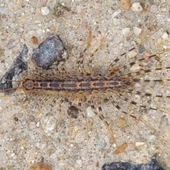 Scutigeridae (family) at Fraser, ACT - 15 Nov 2022 04:32 PM