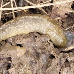 Limacus flavus (Yellow Cellar Slug) at Fraser, ACT - 15 Nov 2022 by trevorpreston