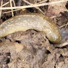 Limacus flavus (Yellow Cellar Slug) at Dunlop Grasslands - 15 Nov 2022 by trevorpreston