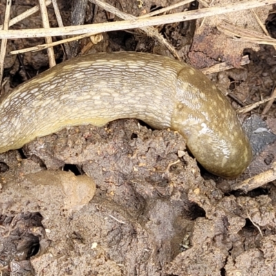 Limacus flavus (Yellow Cellar Slug) at Dunlop Grasslands - 15 Nov 2022 by trevorpreston