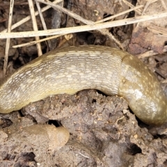 Limacus flavus at Fraser, ACT - 15 Nov 2022