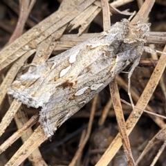 Chrysodeixis argentifera (Tobacco Looper) at Dunlop Grasslands - 15 Nov 2022 by trevorpreston