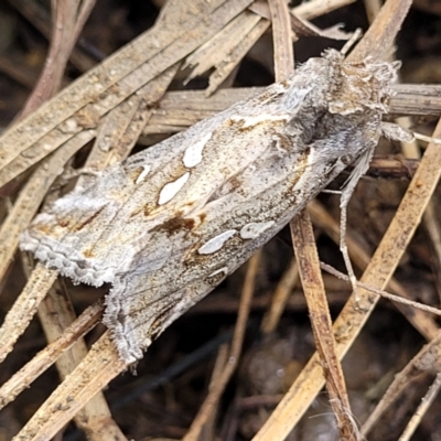 Chrysodeixis argentifera (Tobacco Looper) at Dunlop Grasslands - 15 Nov 2022 by trevorpreston