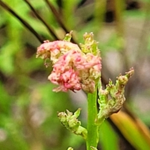 Haloragis heterophylla at Fraser, ACT - 15 Nov 2022