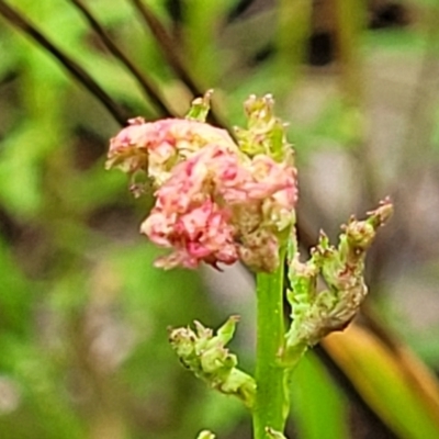 Haloragis heterophylla (Variable Raspwort) at Fraser, ACT - 15 Nov 2022 by trevorpreston